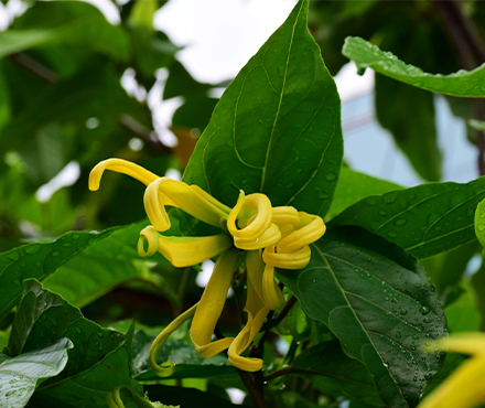 Ylang-Ylang